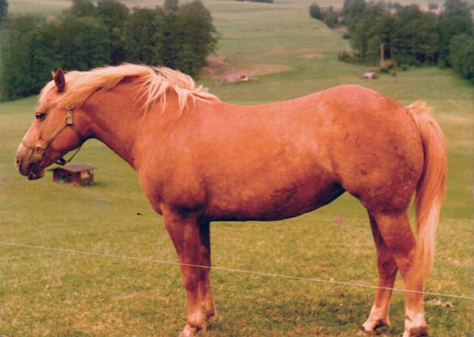 Das Jahr des Pferdes Pferd